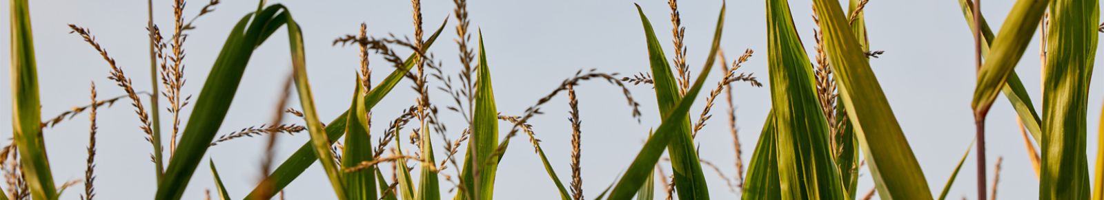 Anlegen Feld PageEnd