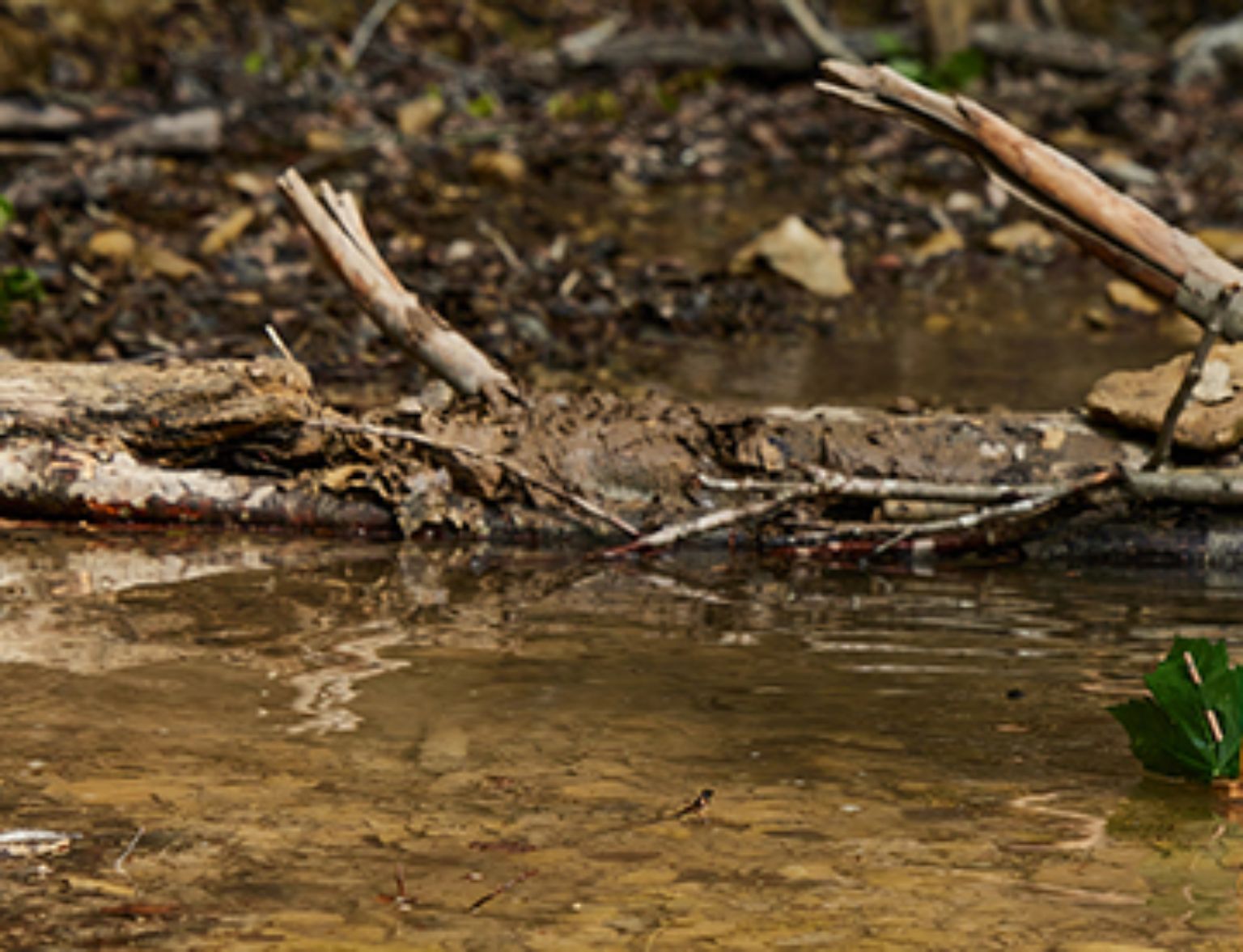 Blog Teaser - Trinkwasser aus dem Artikel Sauberes Trinkwasser dank vitalen Wäldern