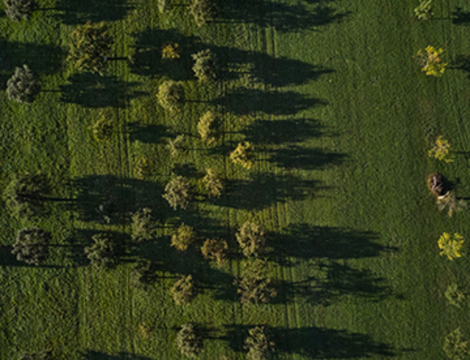 Blog Teaser - Bäume mit Rasen aus dem Artikel Nachhaltigkeit als treuhänderische Pflicht