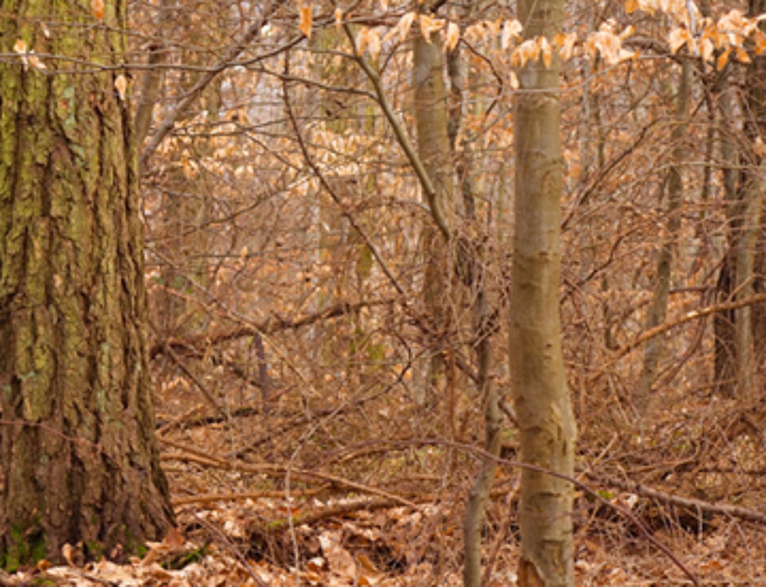 Blog Teaser - Blätter fallen von Bäumen aus dem Artikel Traubeneiche und Feldahorn statt Fichte und Buche