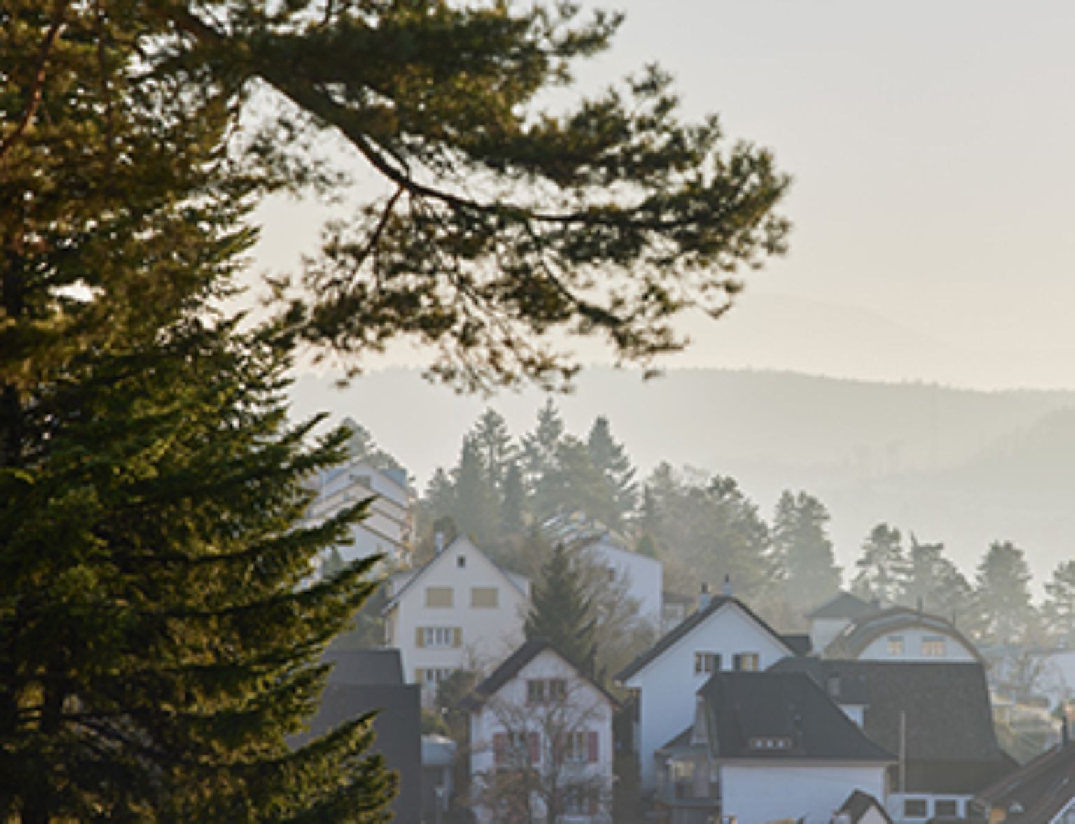 Blog Teaser - Baum vor der Stadtübersicht aus dem Artikel Liegenschaftseigentümer können massgeblich zur Erreichung der Klimaziele 2050 beitragen