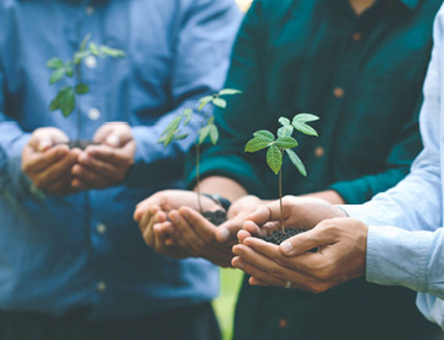 Blog Teaser - 3 Personen halten Pflanzen aus dem Artikel Umweltschutz verbessern – KMU sind ein wichtiger Teil der Lösung