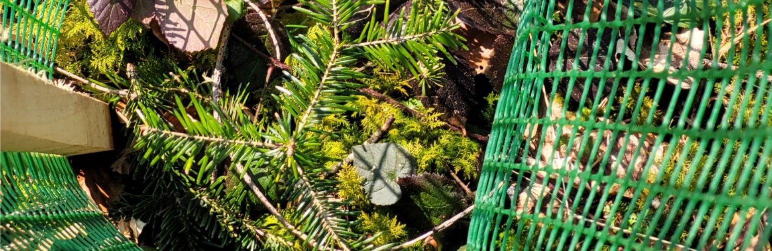 Blog Stage - Klimaresistente Bäume