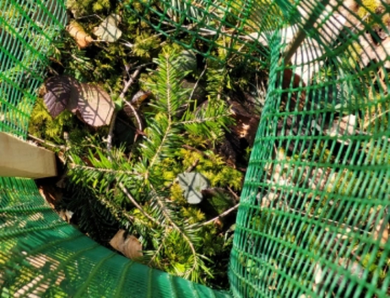 Blog Teaser - Klimaresistente Bäume aus dem Artikel 2700 klimaresistente Bäume stärken den Baselbieter Wald