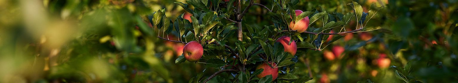 PageEnd - Apfelbaum