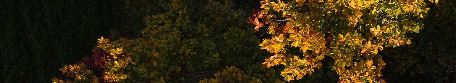 PageEnd - Wald mit Sonne