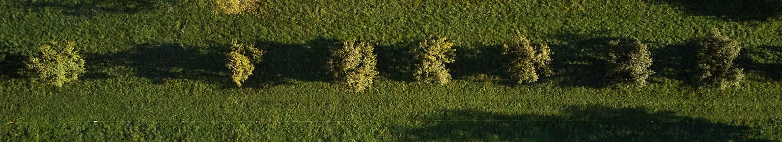 PageEnd - Bäume mit Rasen