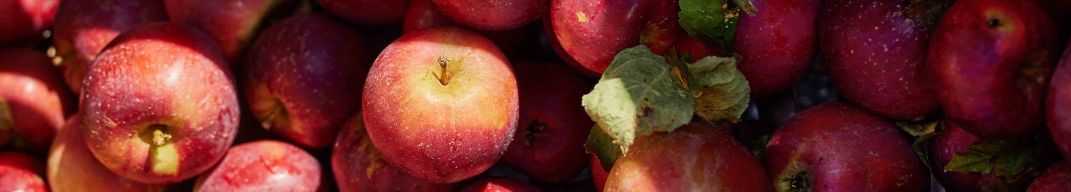 Journey Teaser Single - Äpfel rot