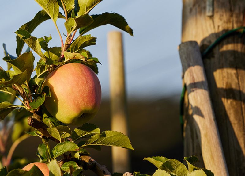 Apfel Blätter Baum Feld